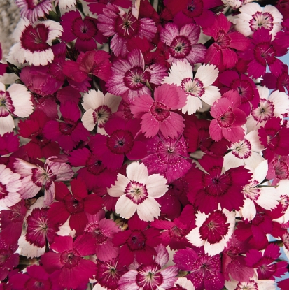 Picture of Dianthus - Microchip Mixed